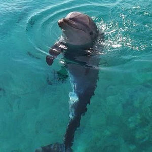 Meet your Posher, Lindsie